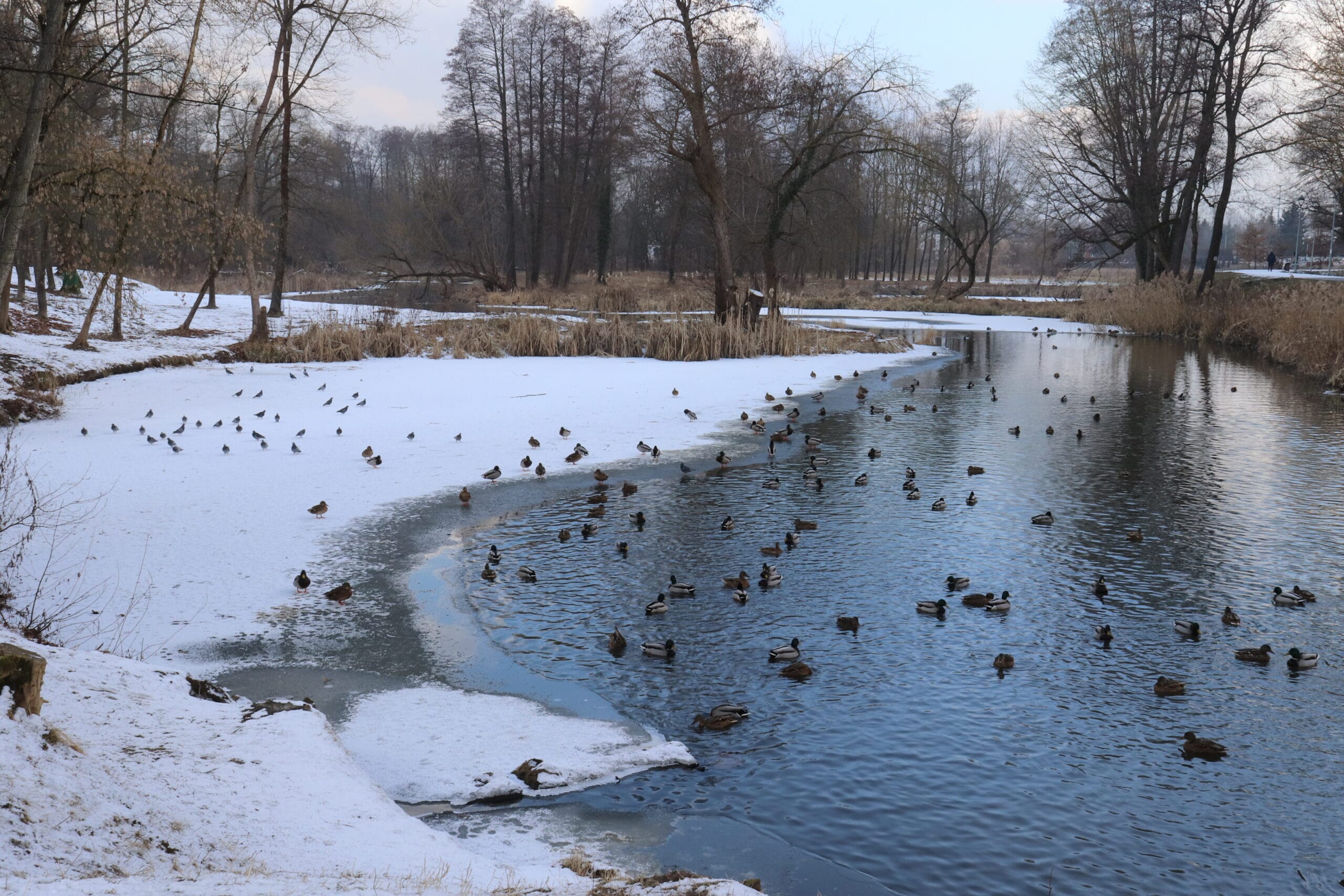 Kaczki plaża przy Hugonówce