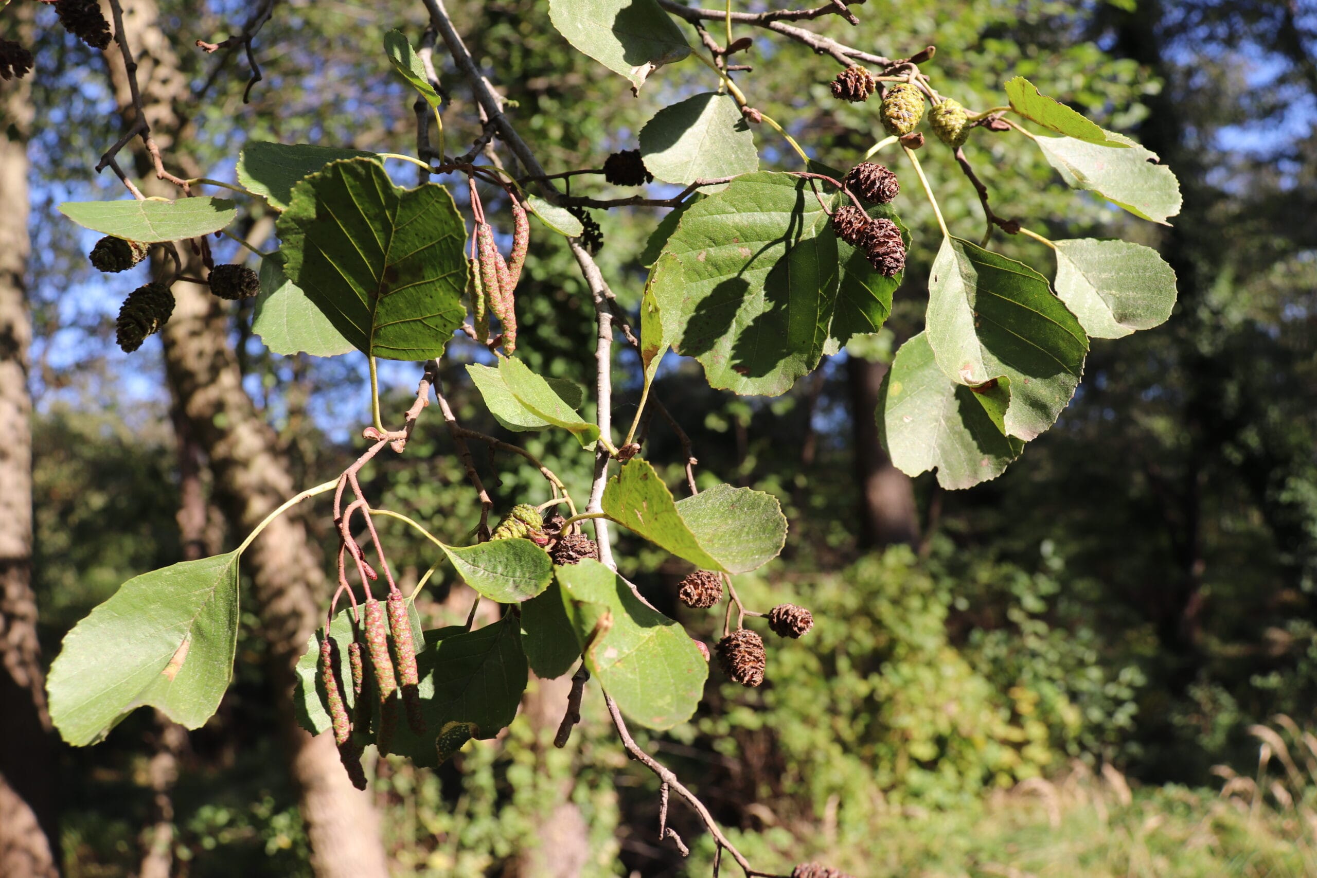 olcha czarna - gałązka z szyszeczkami